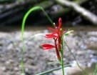 Cardinal flower beside a stream